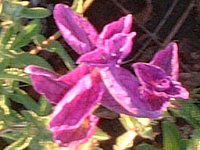 �y�C���e�b�h�Z�[�W(Painted Sage)