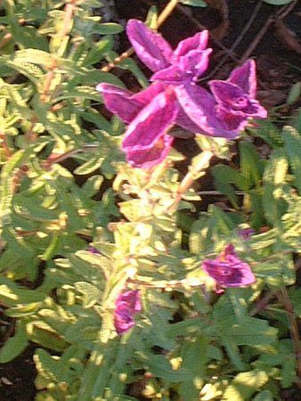 �y�C���e�b�h�Z�[�W(Painted Sage)