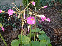 �I�L�U���X�E�{�[�E�B(Oxalis bowiei)