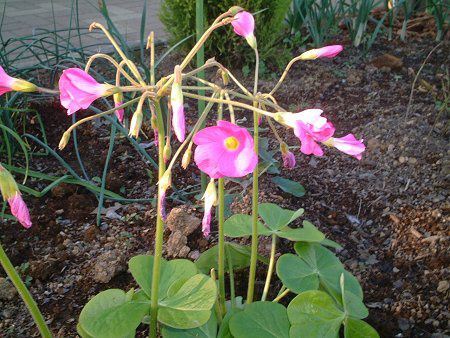 �I�L�U���X�E�{�[�E�B(Oxalis bowiei)