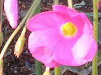 �I�L�U���X�E�{�[�E�B(Oxalis bowiei)