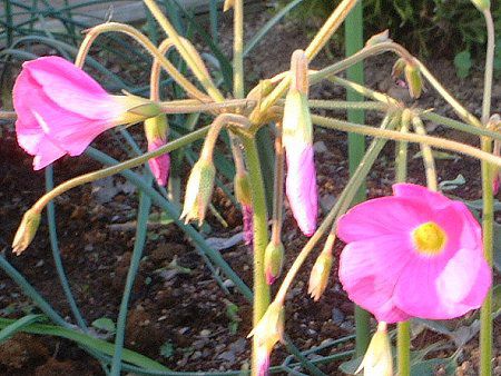 �I�L�U���X�E�{�[�E�B(Oxalis bowiei)