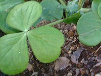 �T���_�o�[�l�b�g(Salad Burnet)