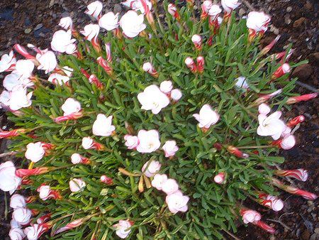 �I�L�U���X�E�o�[�V�J���[(Oxalis versicolor)