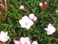 �I�L�U���X�E�o�[�V�J���[�iOxalis versicolor�j