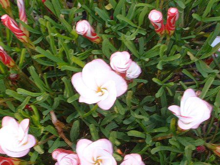 �I�L�U���X�E�o�[�V�J���[(Oxalis versicolor)