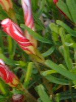 �I�L�U���X�E�o�[�V�J���[(Oxalis versicolor)
