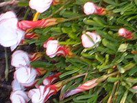 �I�L�U���X�E�o�[�V�J���[(Oxalis versicolor) 