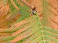 ���^�Z�R�C�A(Metasequoia)