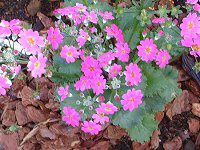 �v������(Primula)