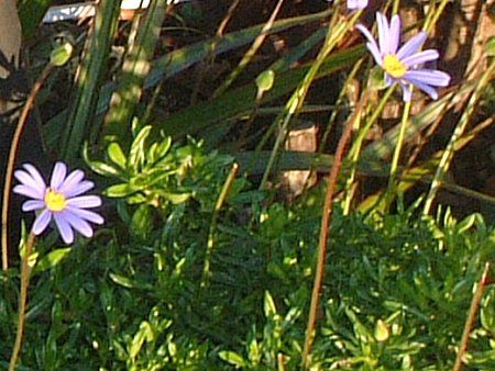�u���[�f�[�W�[(Blue daisy)