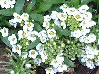 �X�C�[�g�A���b�T��(Sweet alyssum)