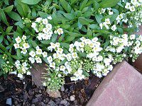 �X�C�[�g�A���b�T��(Sweet alyssum)