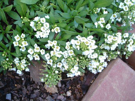 �X�C�[�g�A���b�T��(Sweet Alyssum)