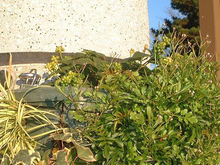 �����^�i(Lantana)
