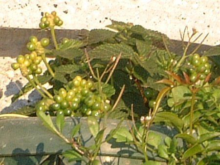 �����^�i(Lantana)
