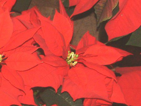 �|�C���Z�`�A(Poinsettia)