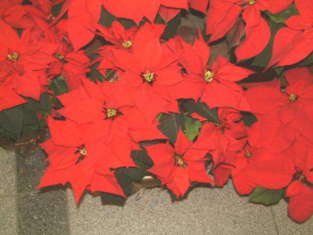 �|�C���Z�`�A(Poinsettia)