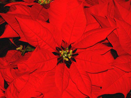�|�C���Z�`�A(Poinsettia)