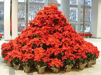 �|�C���Z�`�A�iPoinsettia�j