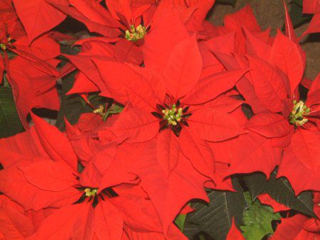 �|�C���Z�`�A(Poinsettia)