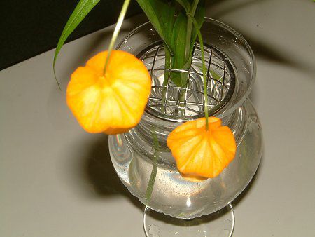 �T���_�[�\�j�A(Sandersonia aurantiaca)