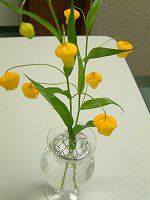 �T���_�[�\�j�A�iSandersonia�j