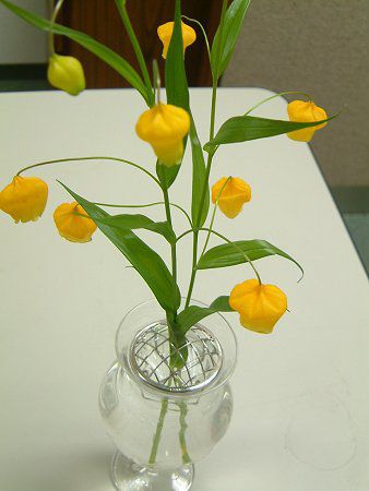 �T���_�[�\�j�A(Sandersonia)