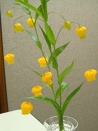 �T���_�[�\�j�A(Sandersonia aurantiaca)