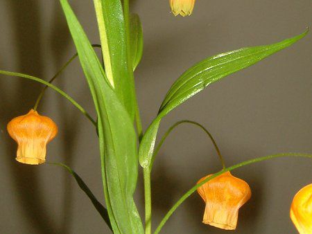 �T���_�[�\�j�A(Sandersonia aurantiaca)