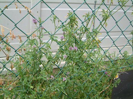 �A���t�@���t�@�iAlfalfa�j