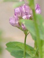 �A���t�@���t�@(Alfalfa)