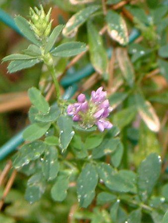 �A���t�@���t�@�iAlfalfa�j