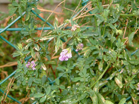�A���t�@���t�@(Alfalfa)