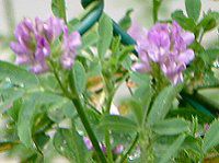 �A���t�@���t�@(Alfalfa)