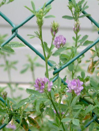 �A���t�@���t�@�iAlfalfa�j