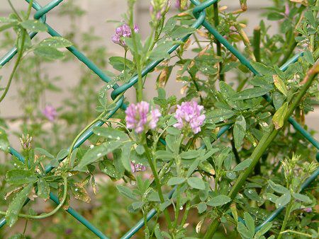 �A���t�@���t�@(Alfalfa)