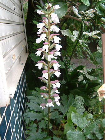 �A�J���T�X(Acanthus)