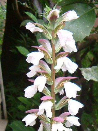 �A�J���T�X(Acanthus)