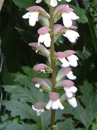 �A�J���T�X(Acanthus)