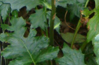 �A�J���T�X(Acanthus)