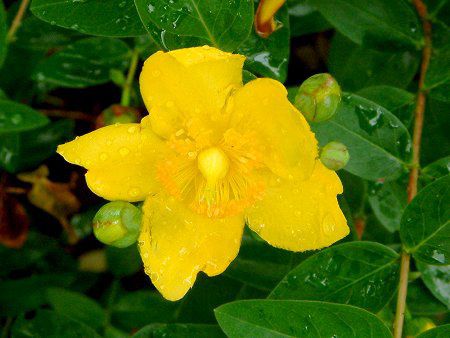 �q�y���J���E�q�h�R�[�g(Hypericum Hidcote)