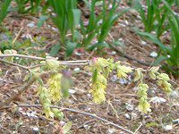 �g�T�~�Y�L�i�y�����؁j