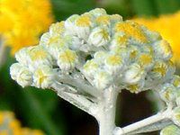 �V���^�G�M�N�i�����e�j