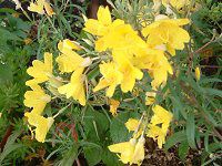 �G�m�e���E�y�����j�X�iOenothera perennis�j