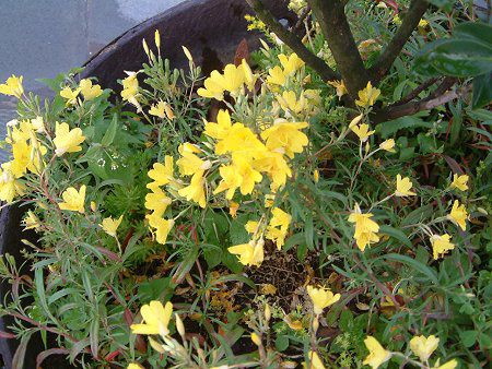 �G�m�e���E�y�����j�X(Oenothera perennis)