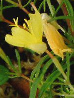 �G�m�e���E�y�����j�X(Oenothera perennis)