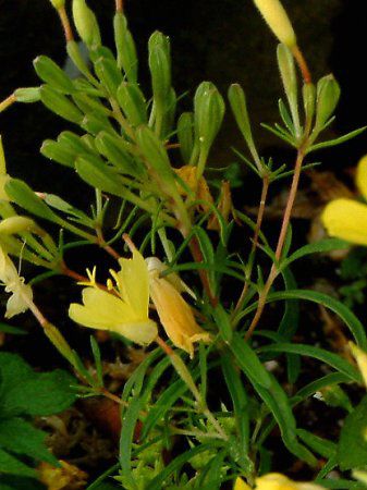 �G�m�e���E�y�����j�X(Oenothera perennis)