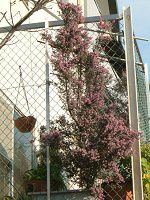 �W���m���G���J(�ւ̖�Erica)