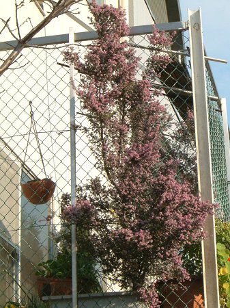 �W���m���G���J(�ւ̖�Erica)